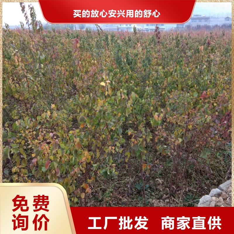 杏-板栗苗放心得选择