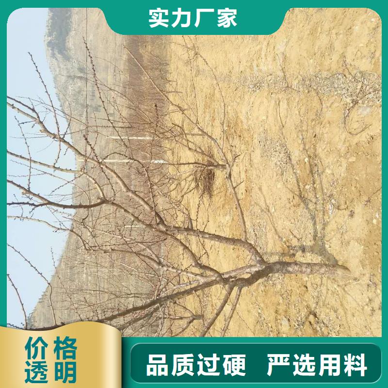 杏-樱桃苗有实力有经验