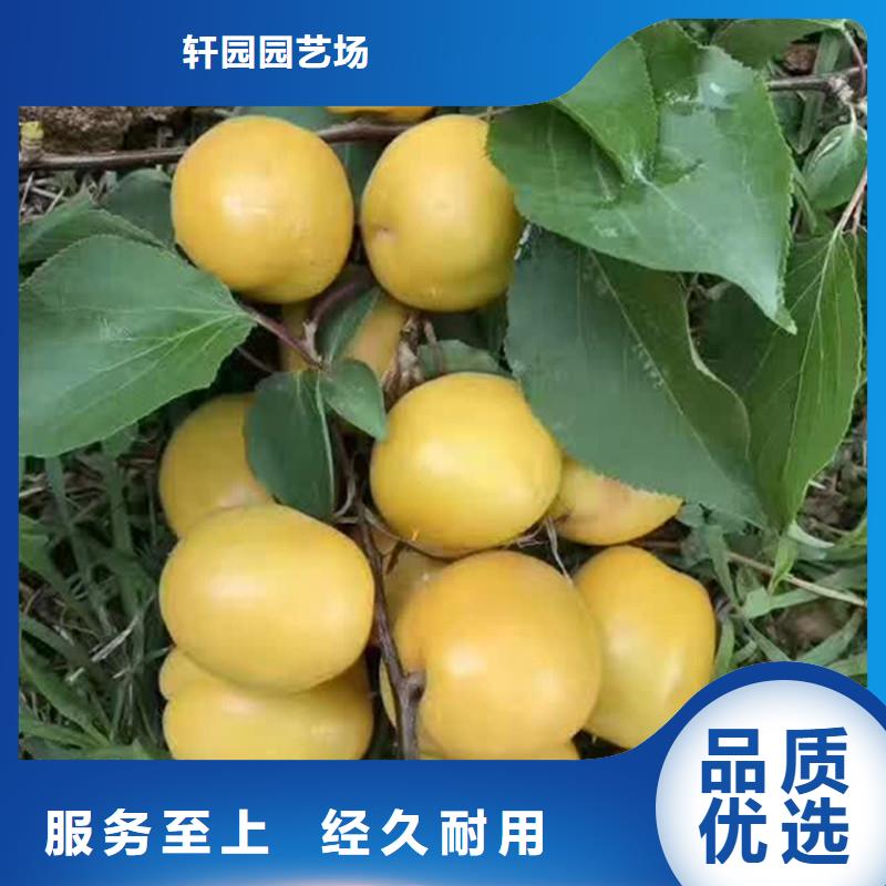 【杏无花果苗今日新品】