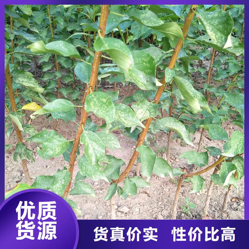 杏-樱桃苗有实力有经验
