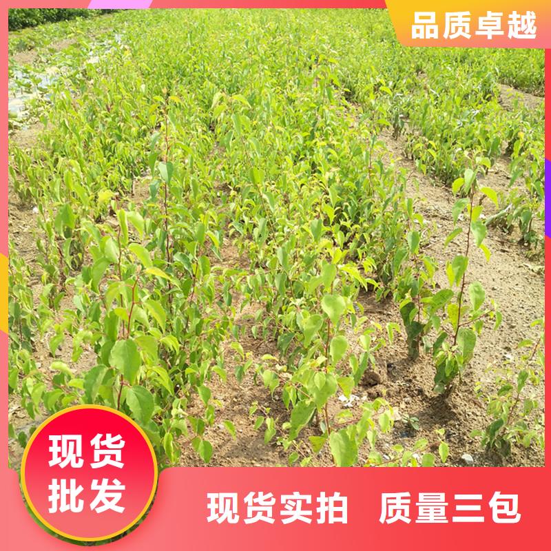 杏猕猴桃苗现货销售