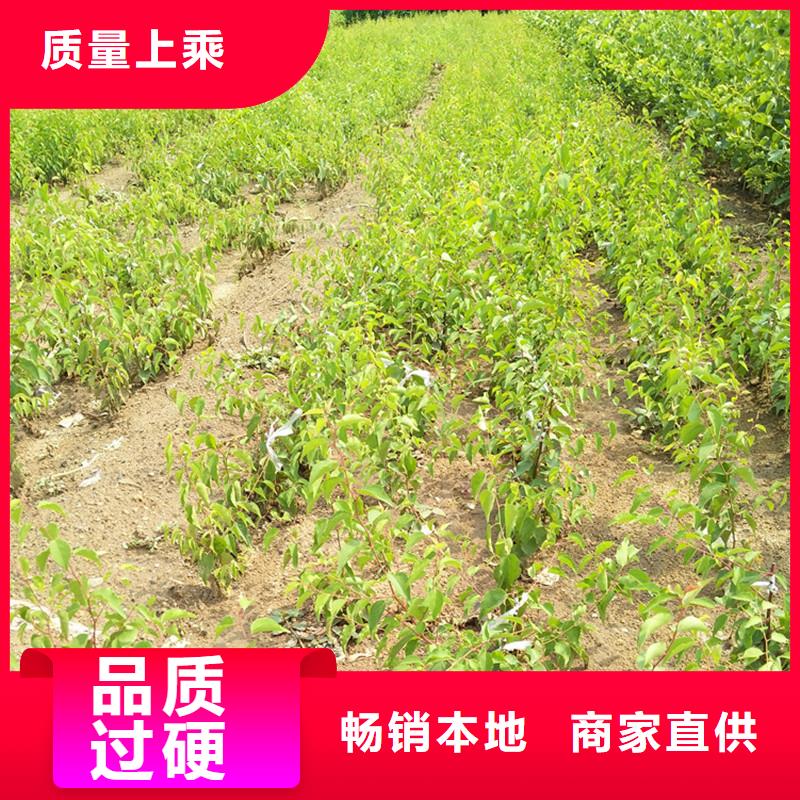 杏-樱桃苗有实力有经验