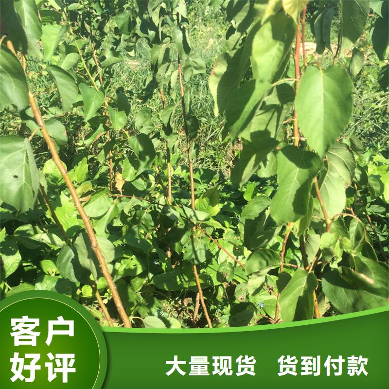 杏石榴树可接急单