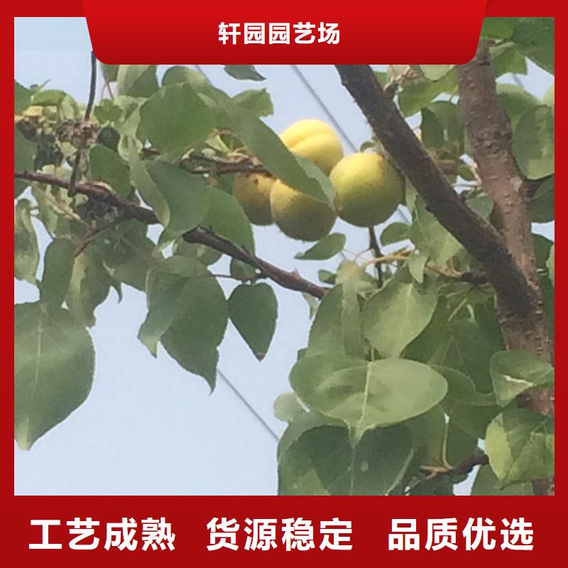 杏-板栗苗放心得选择