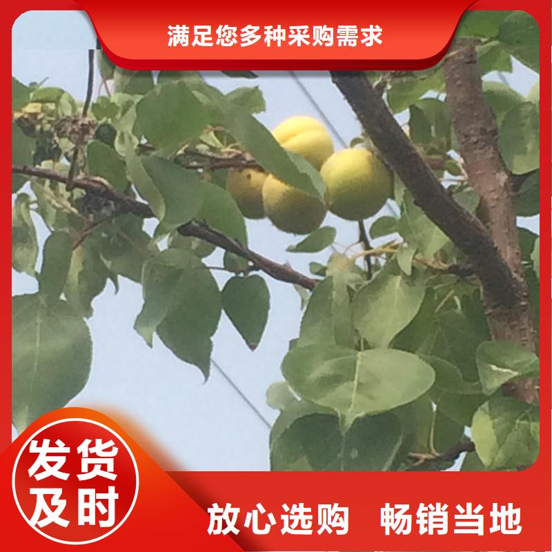 杏苹果苗一站式供应厂家