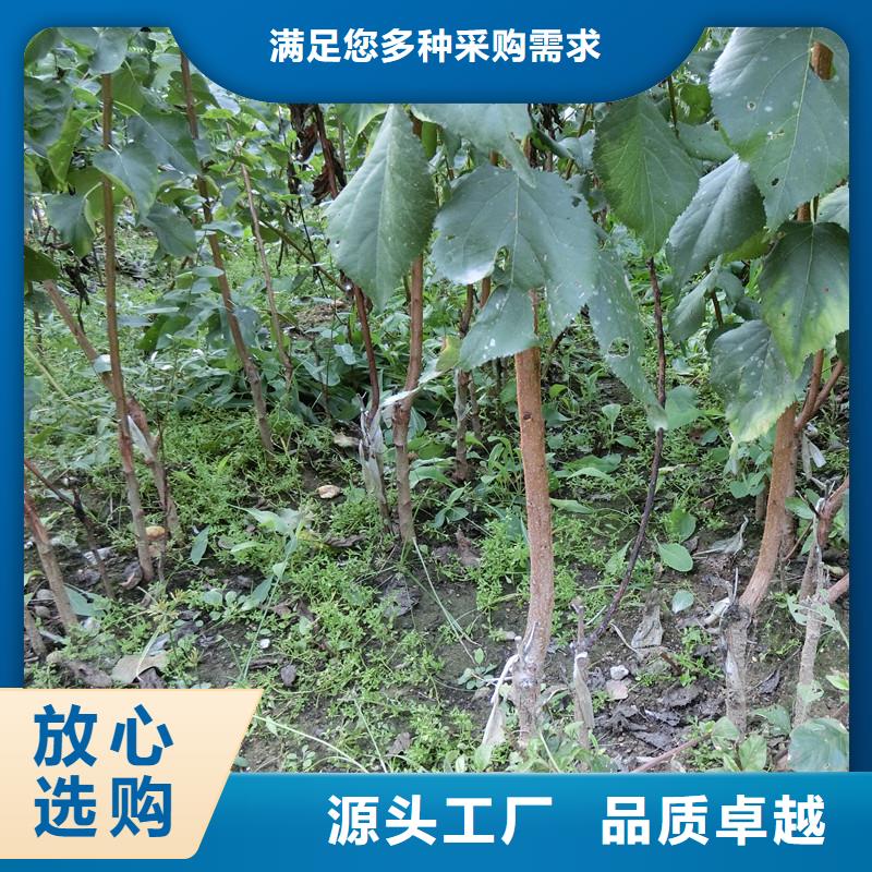 【杏无花果苗今日新品】