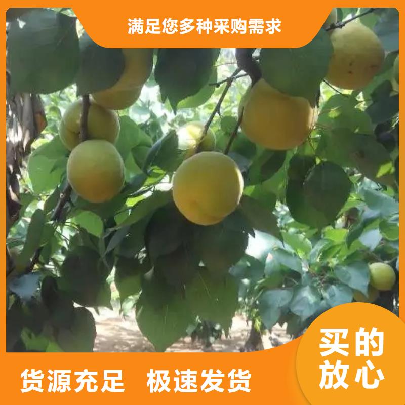 【杏无花果苗今日新品】