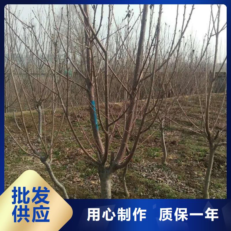 【杏】蓝莓苗规格型号全