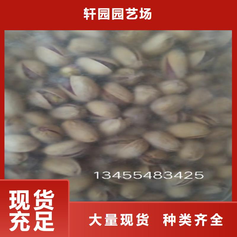 开心果猕猴桃苗一周内发货