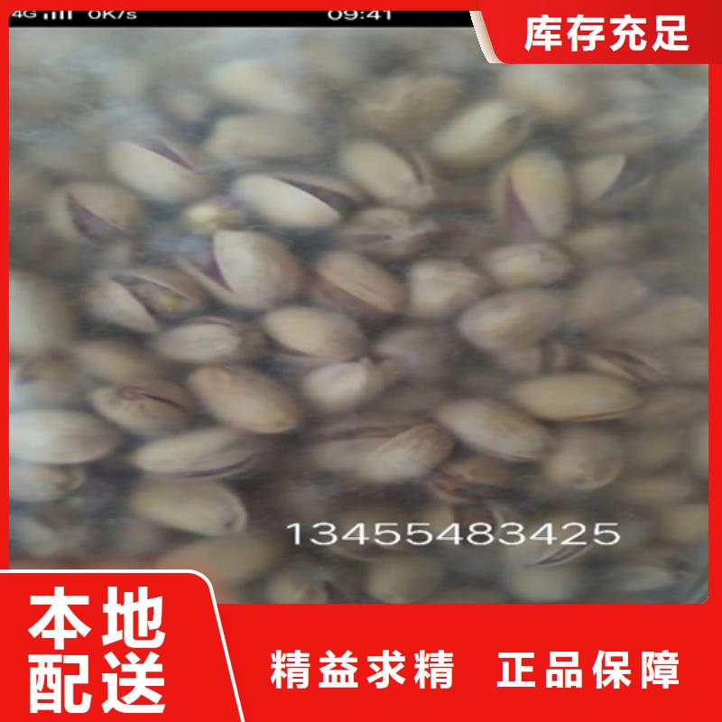 开心果苗批发价格