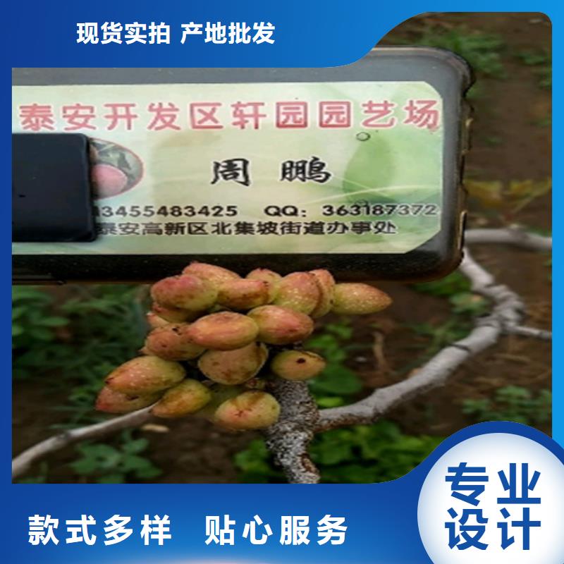 杏树苗轩园【开心果】 梨树苗丰富的行业经验