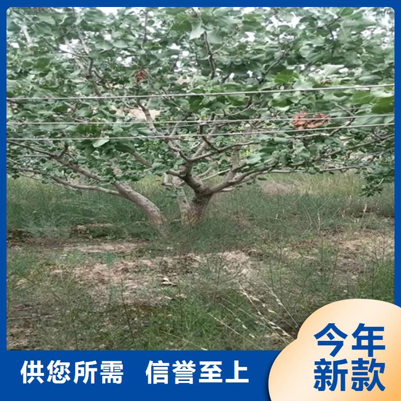 开心果猕猴桃苗一周内发货