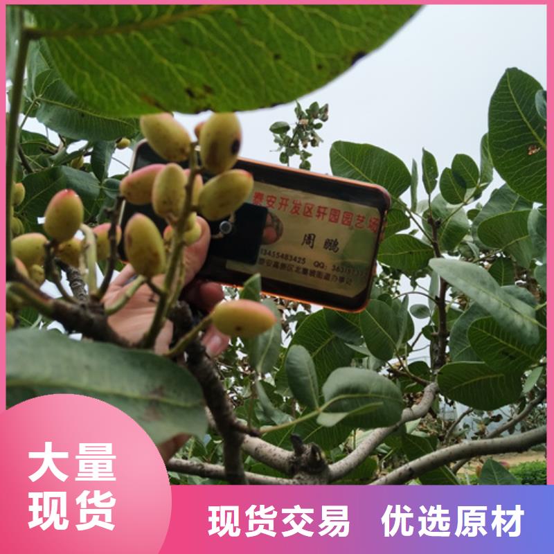开心果杏树苗符合标准