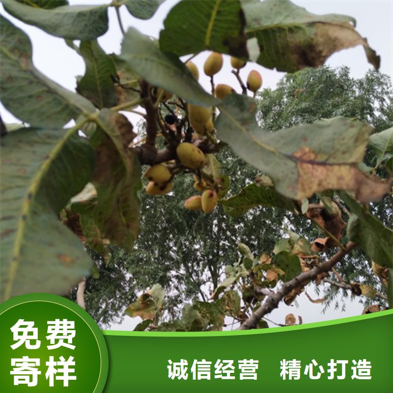 开心果苗批发价格