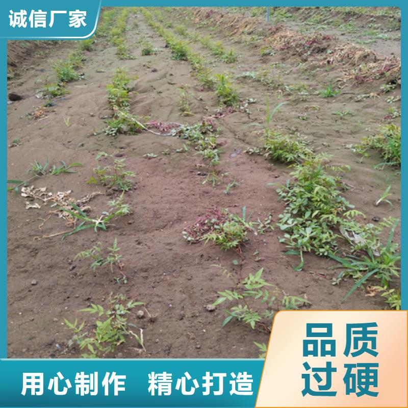 开心果树苗量多优惠