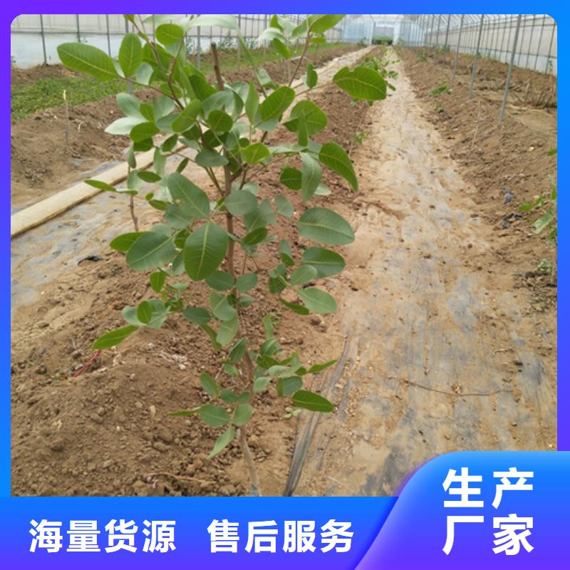 杏树苗轩园【开心果】 梨树苗丰富的行业经验