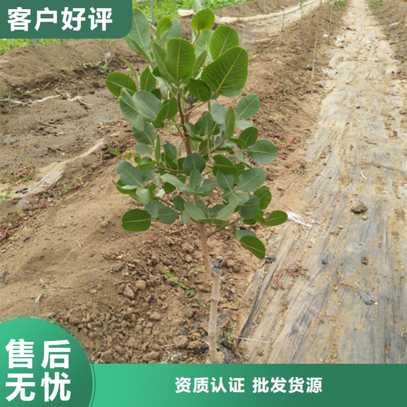 杏树苗轩园【开心果】 梨树苗丰富的行业经验