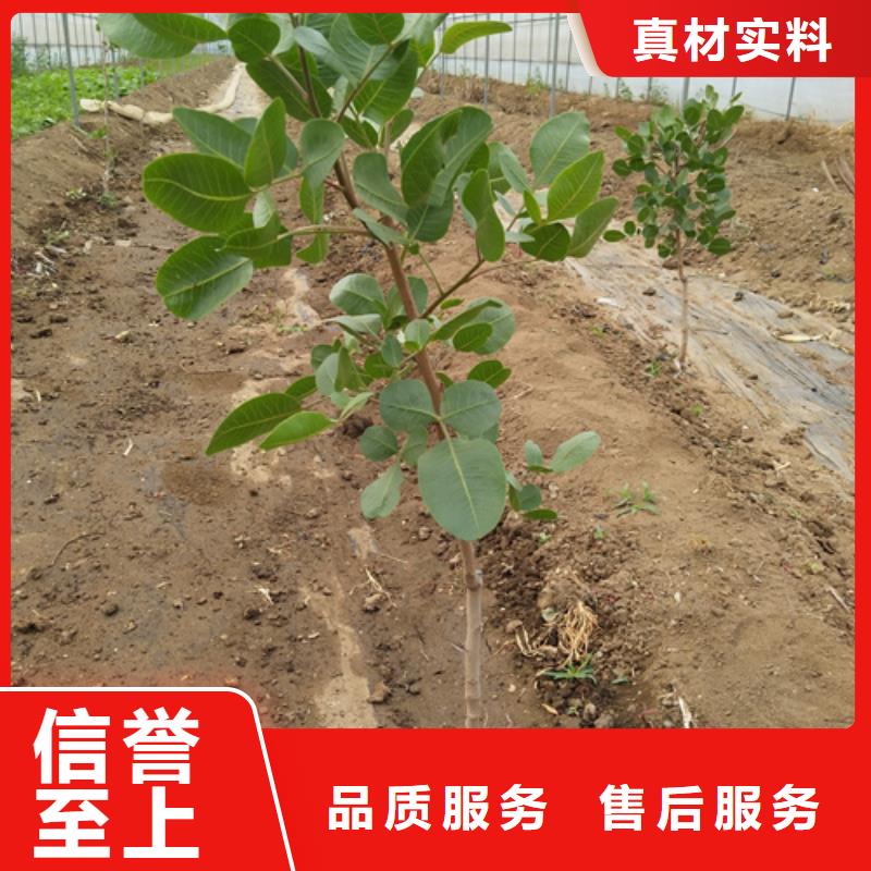 开心果苗批发价格