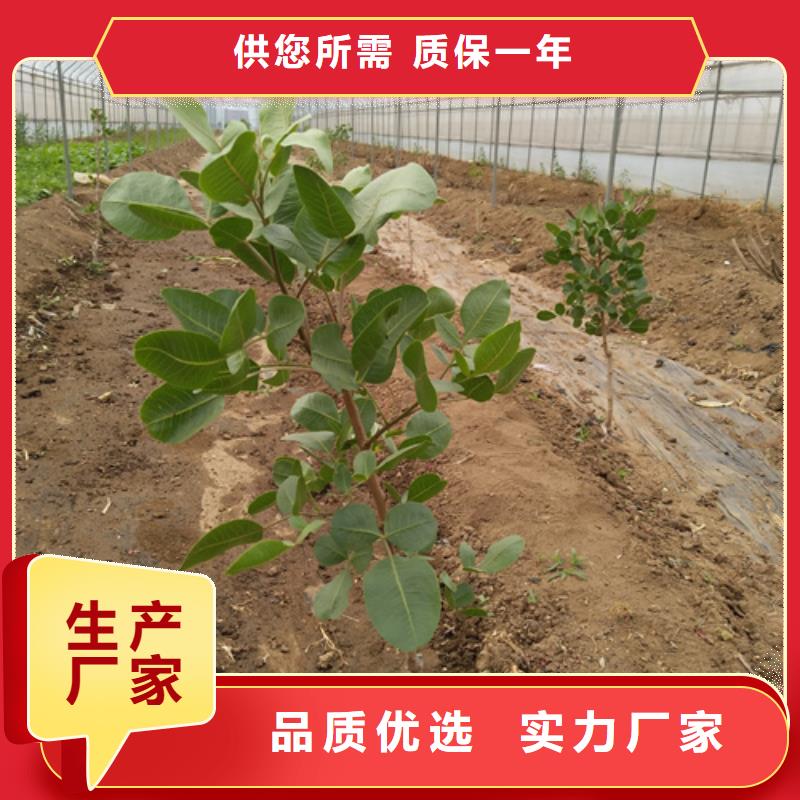 开心果树苗量多优惠