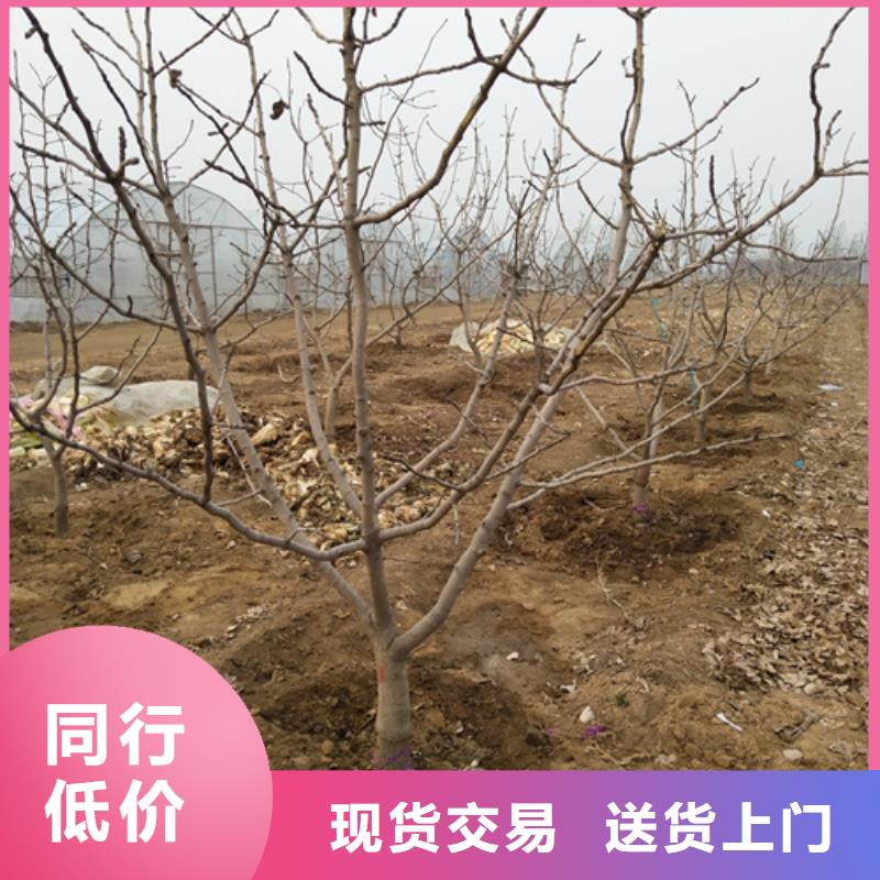 开心果杏树苗符合标准