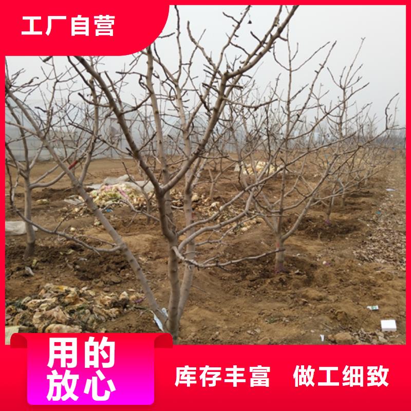 杏树苗轩园【开心果】 梨树苗丰富的行业经验