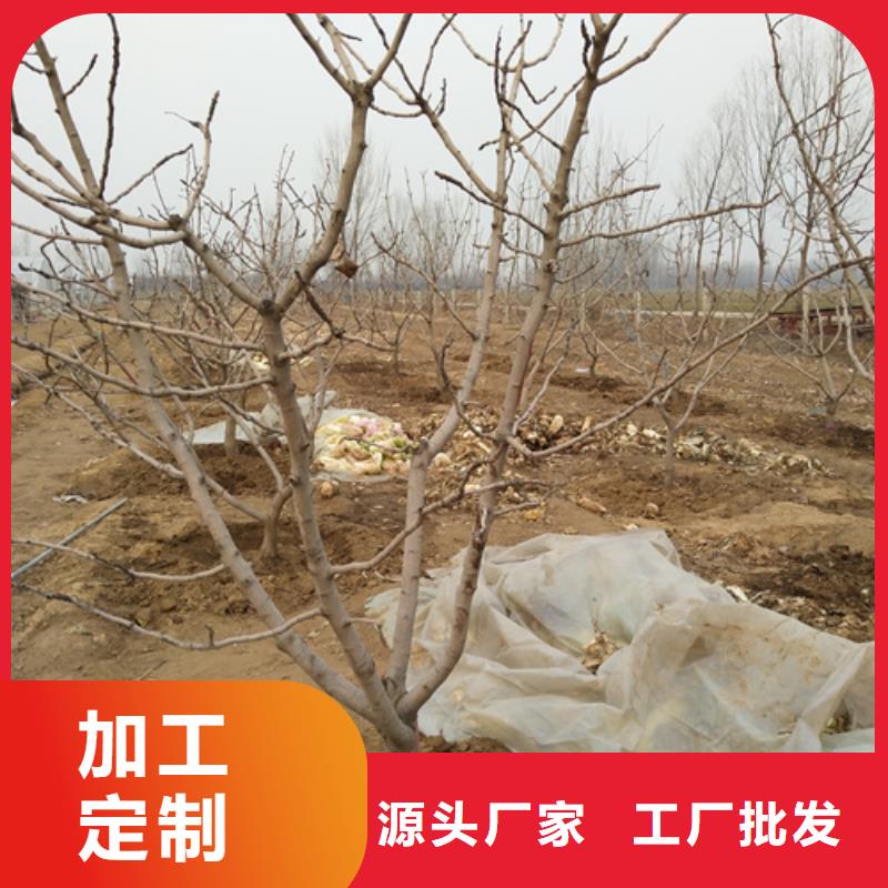 开心果苗批发价格