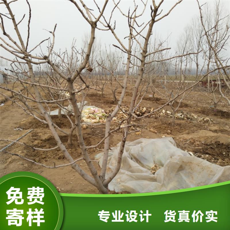 杏树苗轩园【开心果】 梨树苗丰富的行业经验