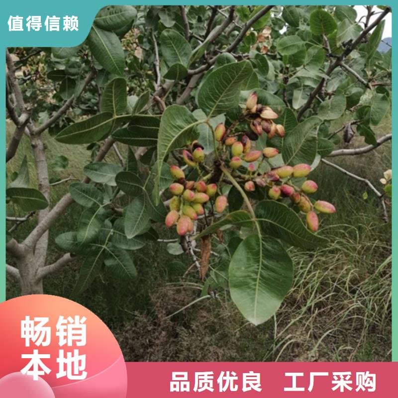 开心果杏树苗符合标准