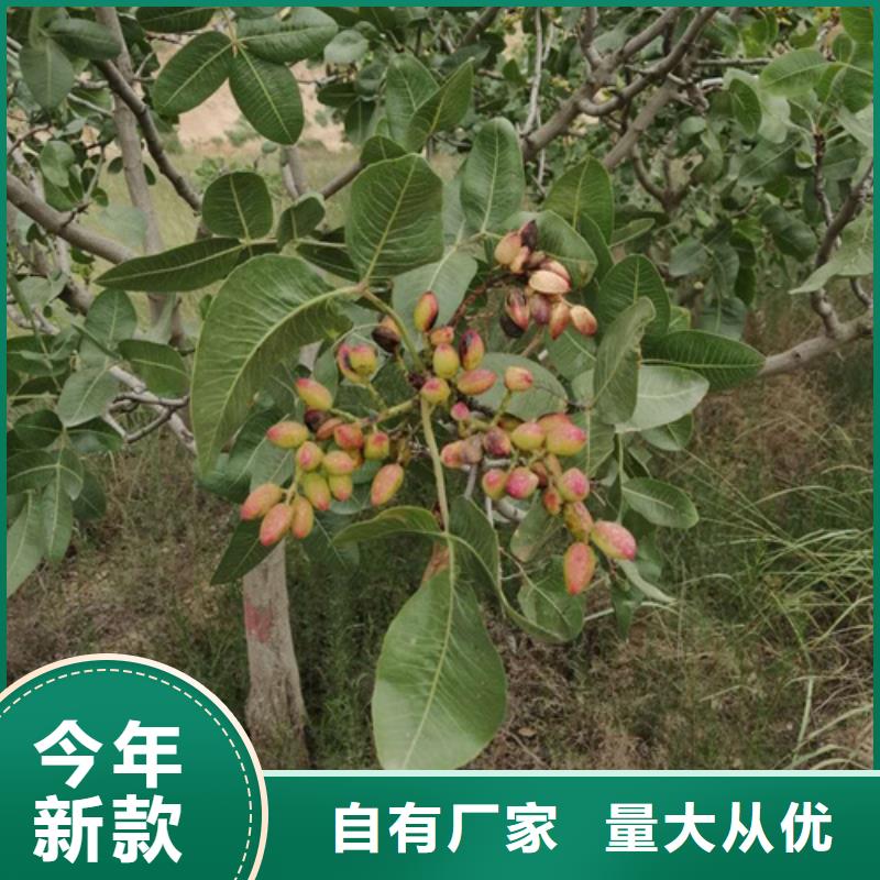 开心果苗批发价格