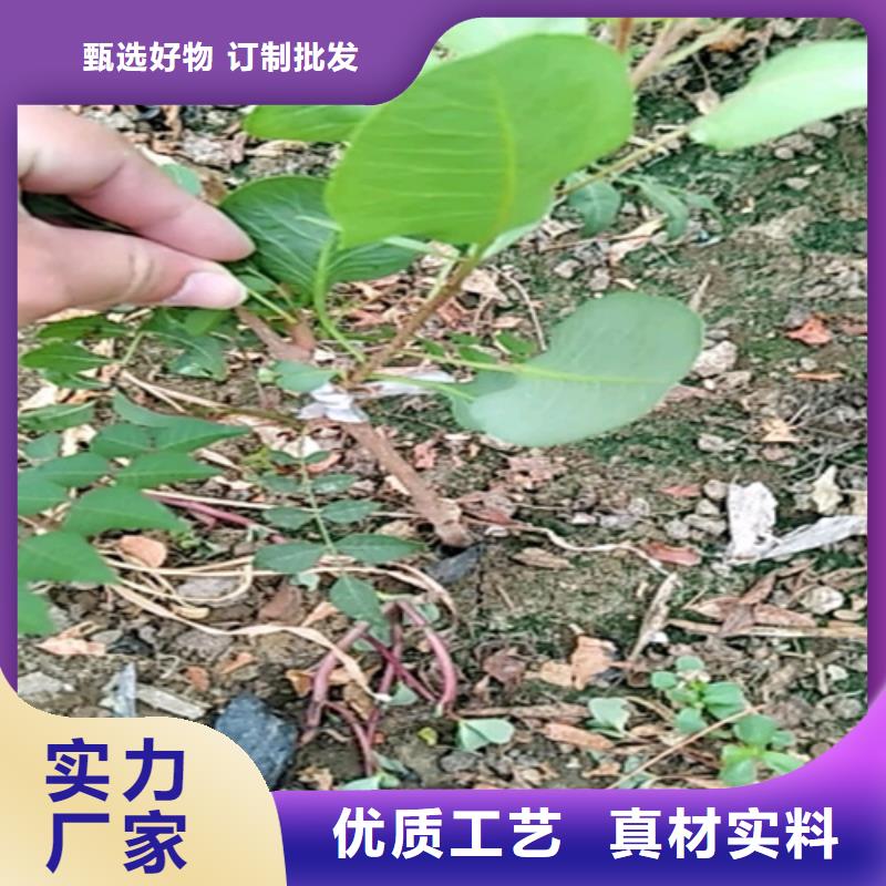 开心果苗批发价格