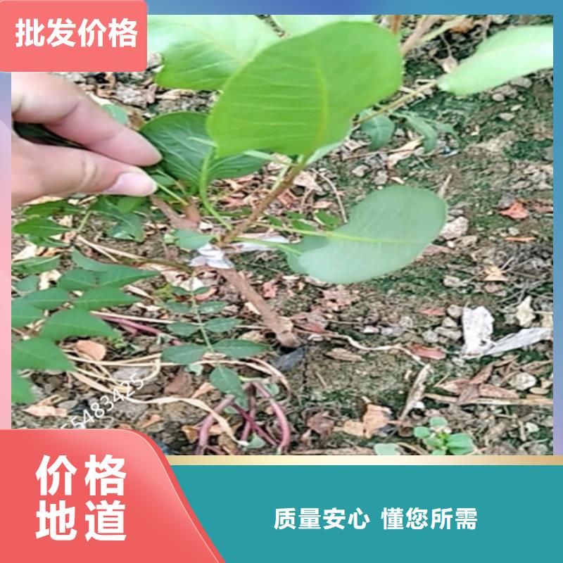 开心果杏树苗符合标准