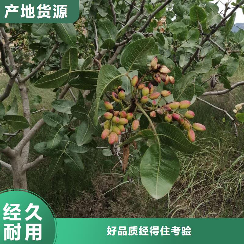 开心果苗批发价格