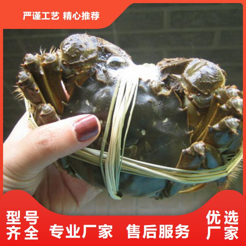 可定制的大闸蟹供应商