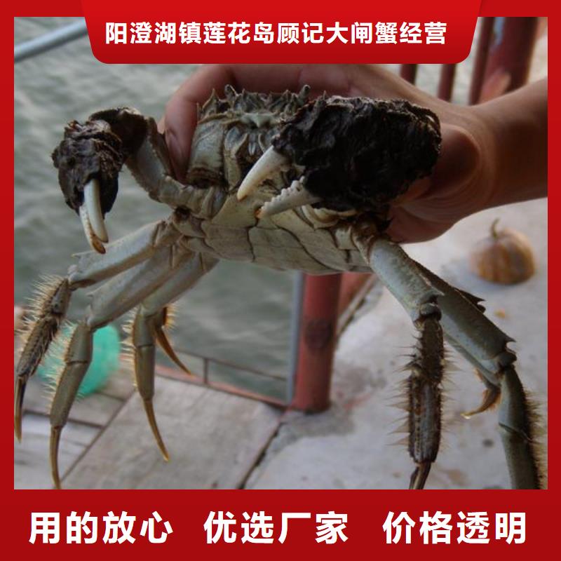 阳澄湖蟹哪里正宗好吃苏州莲花岛顾记蟹庄