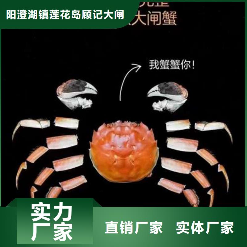 阳澄湖大闸蟹价格视频-新疆伊犁市|乌鲁木齐|克拉玛依阳澄湖大闸蟹价格-顾记