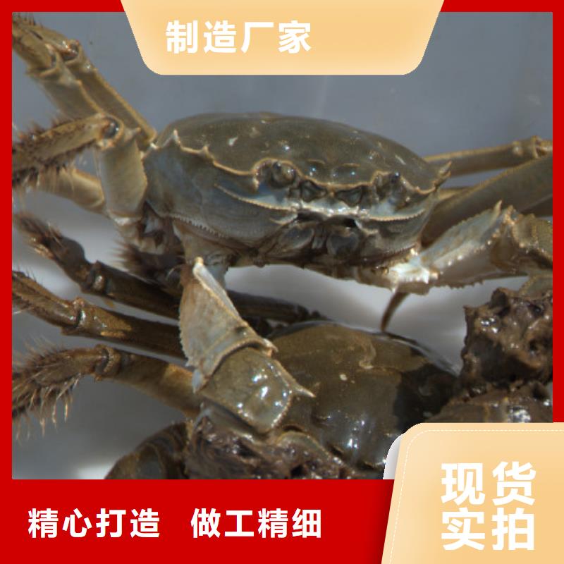 阳澄湖大闸蟹价格视频-山西省吕梁市|柳林|岚县|忻州|大同|晋城|朔州|长治|太原|阳泉阳澄湖大闸蟹价格-顾记
