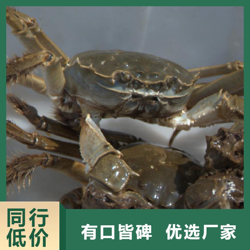 阳澄湖大闸蟹价格视频-阳澄湖大闸蟹价格(顾记)覆盖地域云南省迪庆市香格里拉|德钦|楚雄|大理|怒江|昭通|曲靖