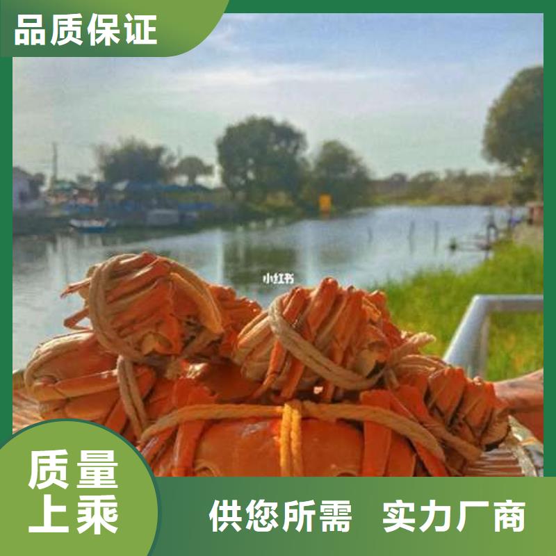 阳澄湖大闸蟹价格视频-山西省吕梁市|柳林|岚县|忻州|大同|晋城|朔州|长治|太原|阳泉阳澄湖大闸蟹价格-顾记