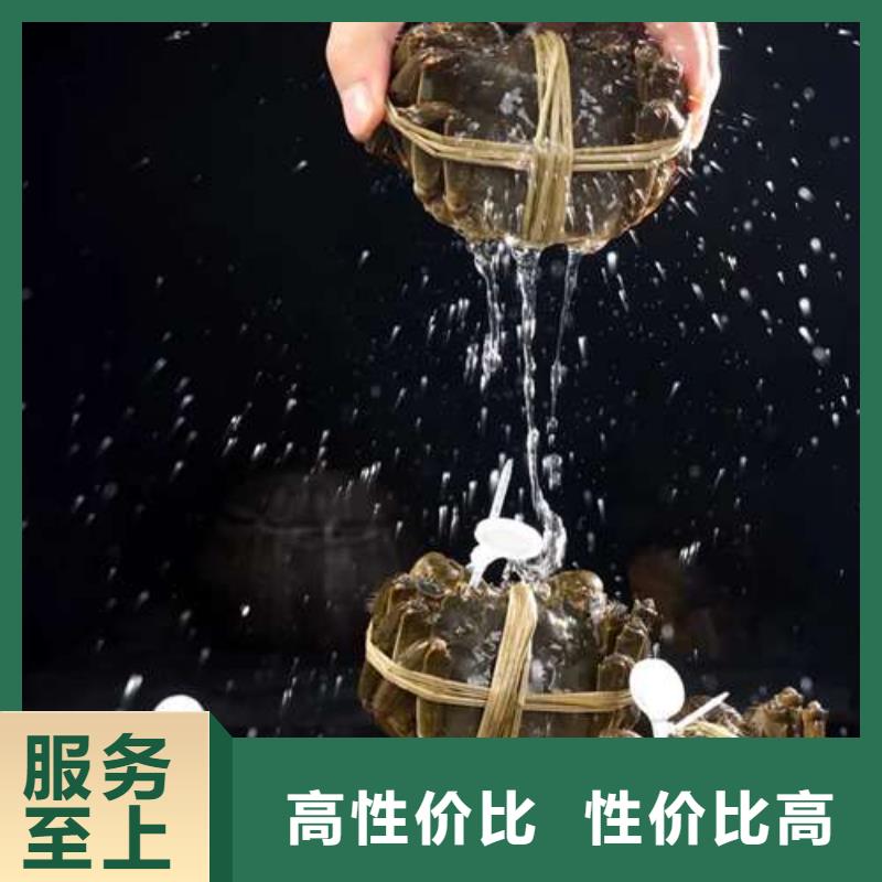 阳澄湖大闸蟹价格视频-天峨|南丹|北海|防城港|钦州|玉林顾记阳澄湖大闸蟹价格_ 阳澄湖镇岛顾记大闸蟹经营部(河池市分公司)