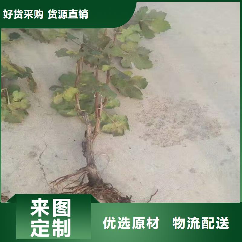 临高县克瑞森葡萄苗耐储存品种