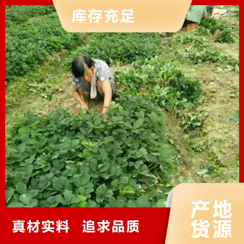 草莓苗黄金苹果树苗专业完善售后
