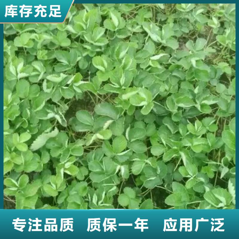 草莓苗无籽葡萄树苗货源充足
