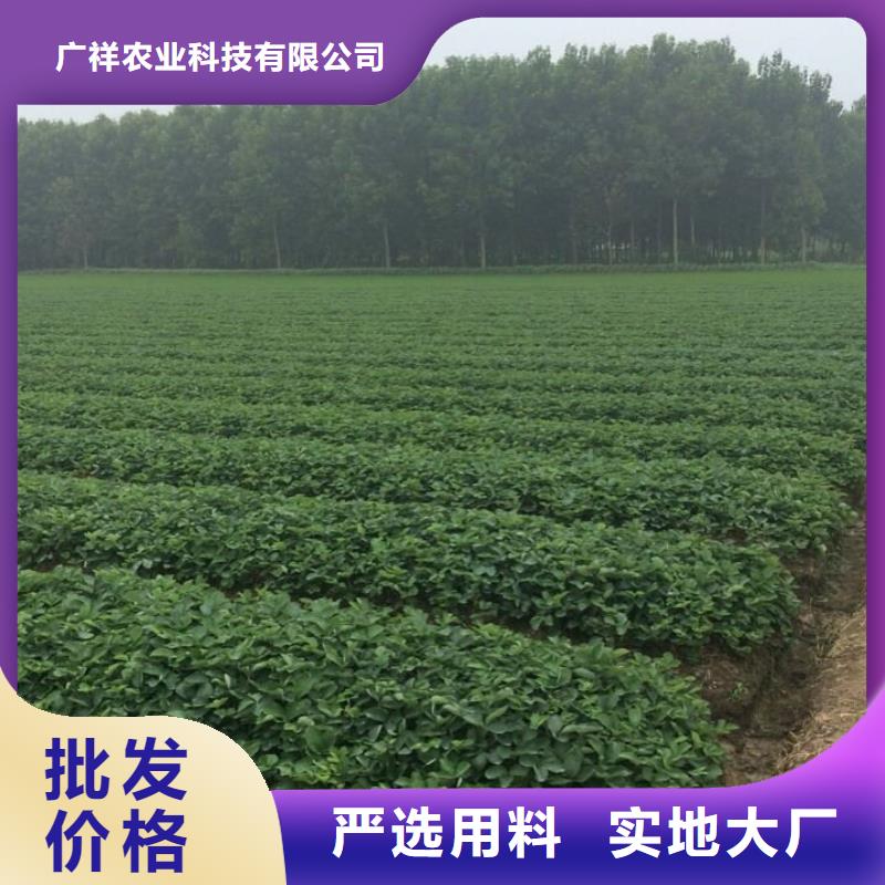 草莓苗大棚草莓苗工厂直营