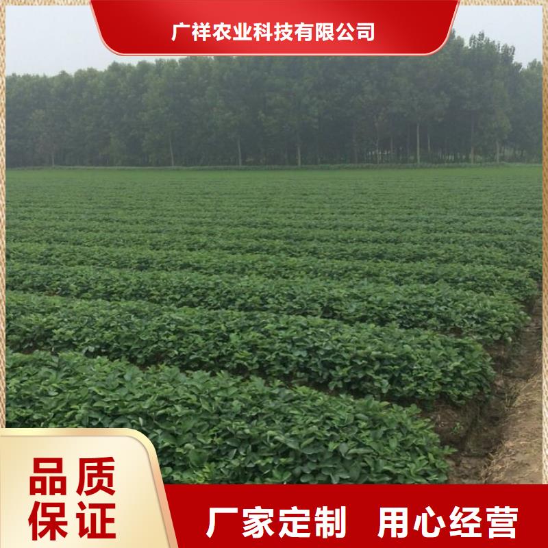 【草莓苗】-桃树苗质量牢靠-广祥农业科技(濮阳市分公司)-通金宝