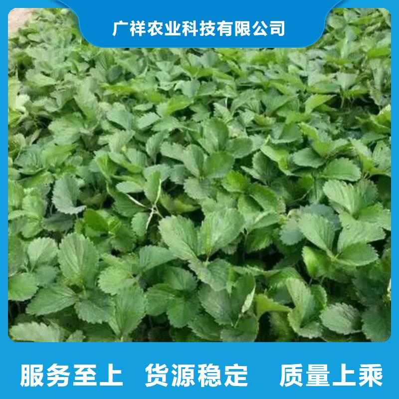草莓苗花椒树苗快速生产