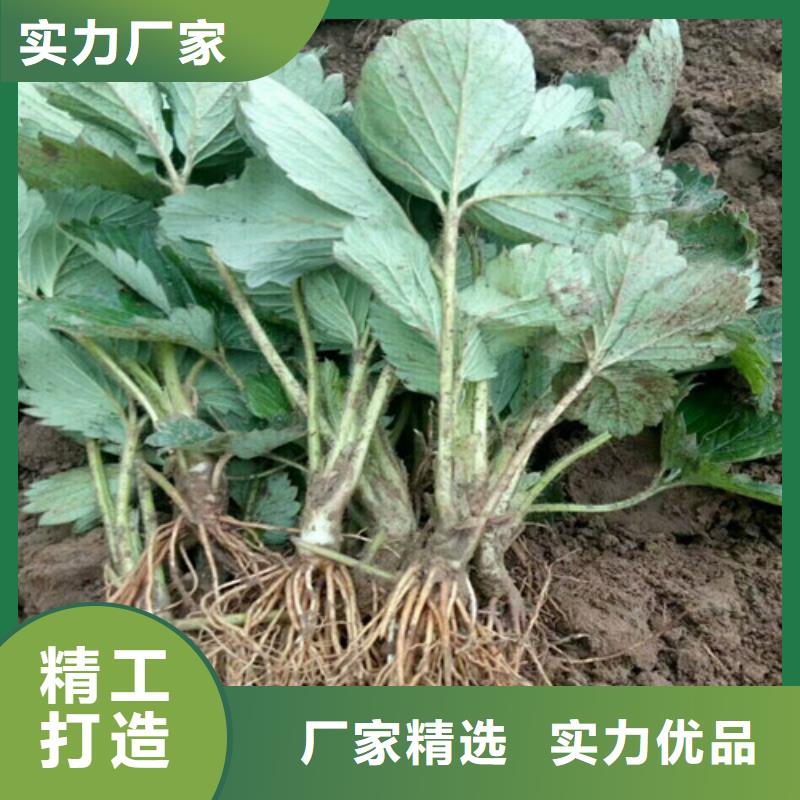 草莓苗草莓厂家