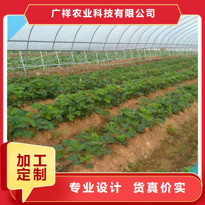 【草莓苗】-桃树苗质量牢靠-广祥农业科技(濮阳市分公司)-通金宝