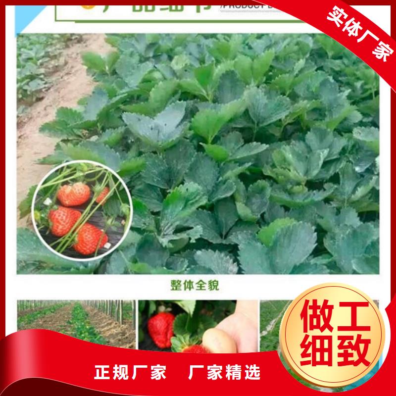 草莓苗_柱状梨树苗拥有多家成功案例