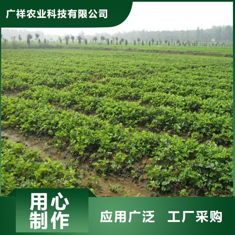 海南屯昌县桃熏草莓苗
