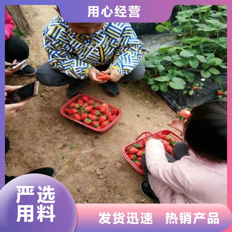 草莓苗_【苹果苗】免费获取报价